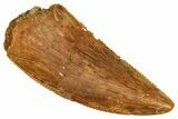 Serrated Raptor Tooth - Real Dinosaur Tooth #371432-1